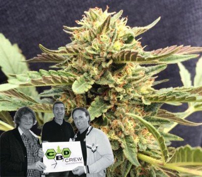 CBD Crew Veröffentlicht Neue Sorte: CBD Therapy