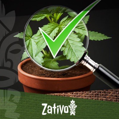 8 Tipps Zur Erkennung Von Gutem Cannabis