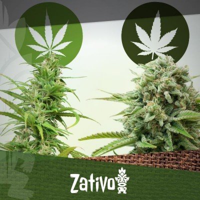 Der Unterschied Zwischen Cannabis Indica Und Sativa