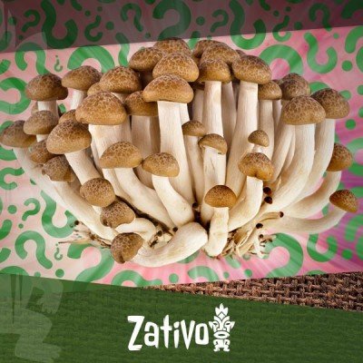 Wie Du Deine Eigenen Magic Mushrooms Heranzüchtest