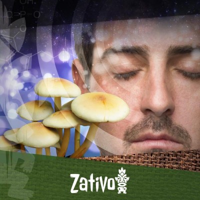 Was sind Psilocybin and Psilocin?