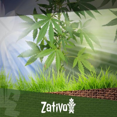 Wie man im Freien Cannabis anbaut