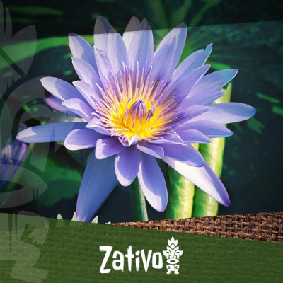 Der Blaue Lotus (Nymphaea caerulea)