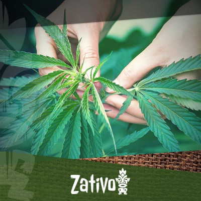 Eine umfangreiche Anleitung für den biologischen Cannabisanbau