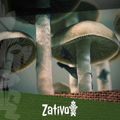 Wie man Magic Mushrooms oder Zaubertrüffel nutzt